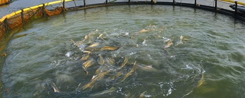 网箱养鱼的危害，有哪些应对措施 网箱养鱼的危害及其应对措施