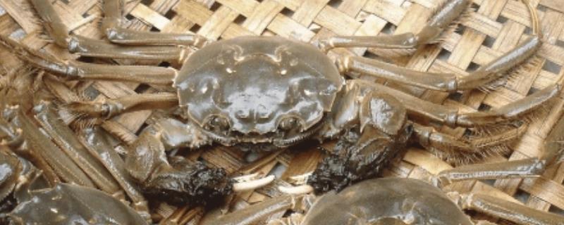 大闸蟹没有水能活多久，大闸蟹和河蟹的区别