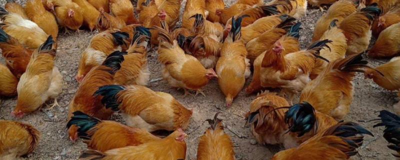 鸡不肯吃食怎么办，是什么原因导致的