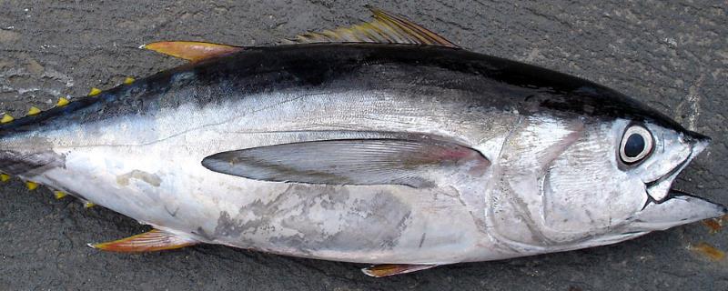 金枪鱼的活动方法,吃什么食物为主食 金枪鱼的活动方法，吃什么食物为主