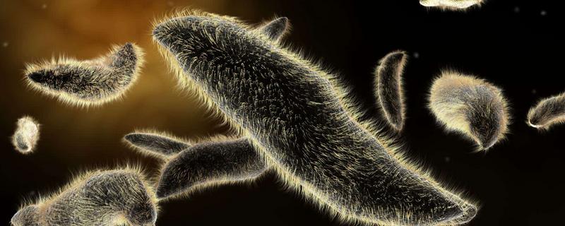 草履虫的生殖方式，属于什么动物 草履虫的生殖方式,属于什么动物