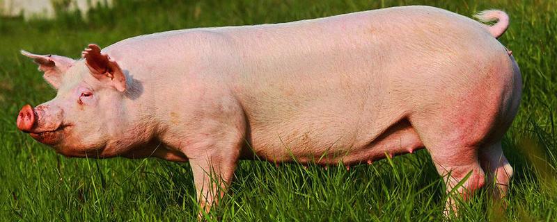 标猪和大肥猪的区分是什么标准，标猪是不是公猪