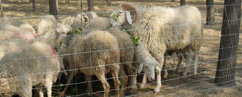 羊圈护栏上下尺寸，羊圈用什么消毒 羊圈护栏上下尺寸,羊圈用什么消毒好