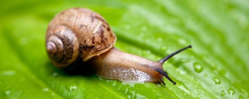 野生蜗牛能养吗，野生蜗牛有毒吗（野生蜗牛可以养吗有病毒吗）