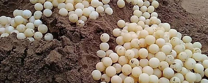 甲鱼蛋孵化的温度湿度，孵化多少天可以出壳