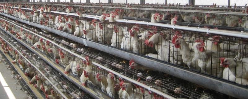 鸡舍用什么消毒，如何搭建 有鸡的鸡舍用什么消毒方式最好