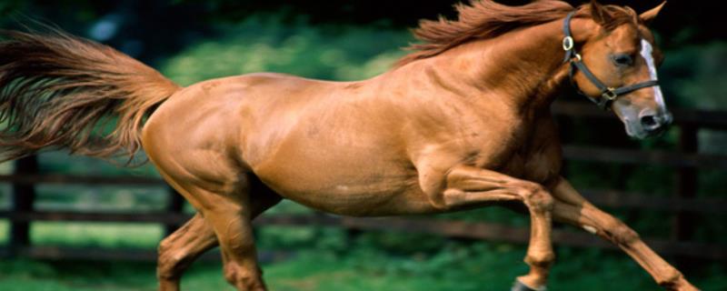 马的特点有哪些及性格 马的特点和生活特征，附马的品种