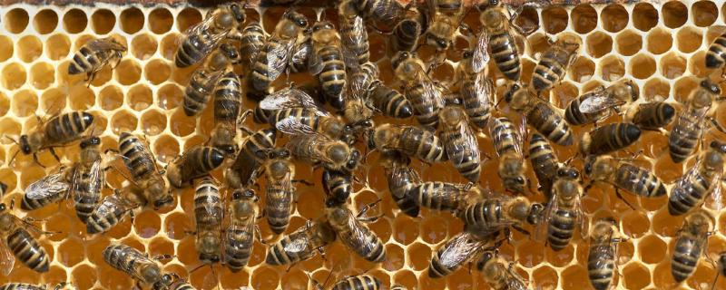 新手中蜂最简单育王，中蜂怎样养殖发展快