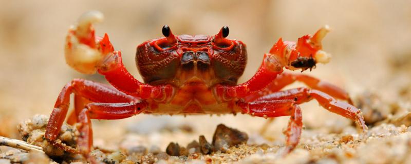 河蟹在常温下可以生存几天 河蟹能活多久，以什么为食