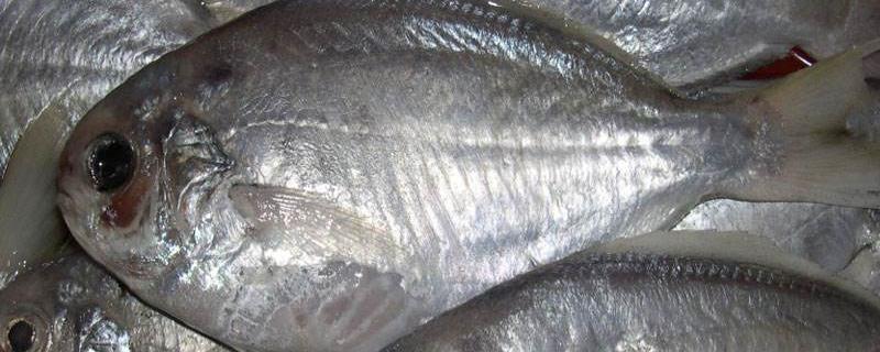 肉鲳和鲳鱼有什么区别，肉鲳的鱼刺有毒吗