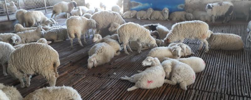 羊的小反刍的急救方法 羊的小反刍怎样预防和治疗，附症状