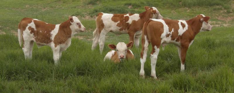 6个月牛犊长多少斤，附牛犊饲料配比 6个月大的牛犊有多大