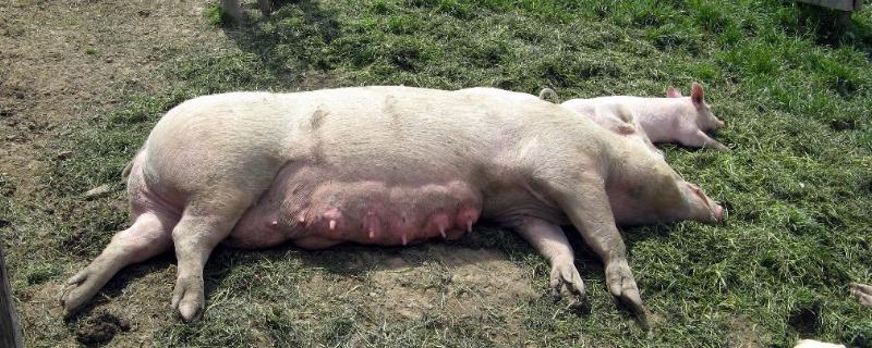 母猪下死胎是什么原因造成，死胎在母猪肚子里怎么处理