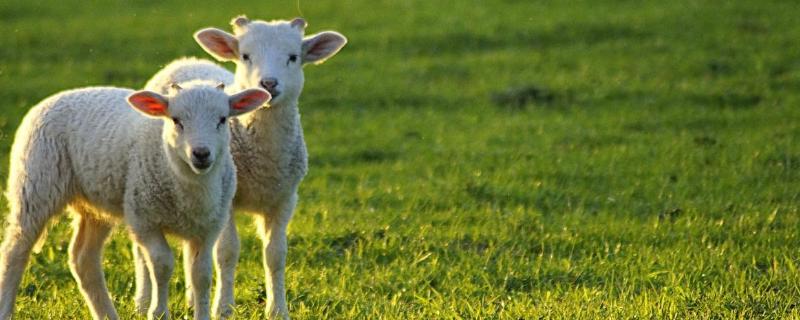 羊不吃食怎么办,是什么原因导致的视频 羊不吃食怎么办，是什么原因导致的