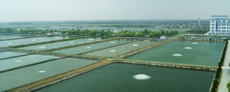 海虾怎么养殖，海虾和河虾哪个好