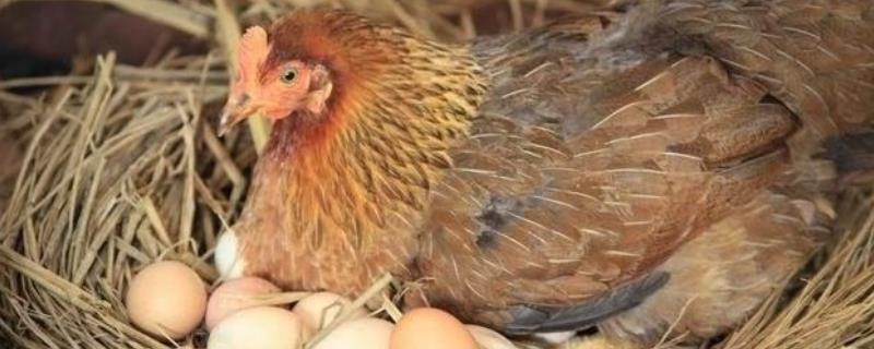 鸡和狗的繁殖方式有什么不同，鸡的繁殖需要公鸡吗