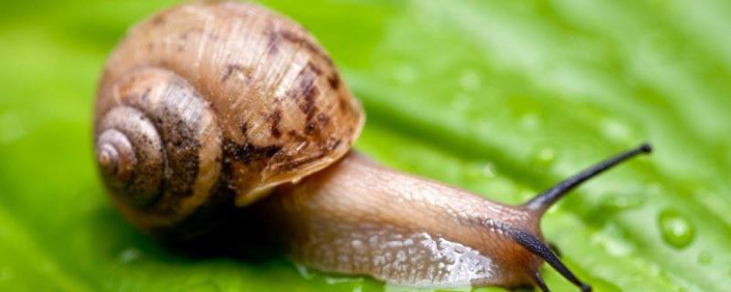 蜗牛繁殖速度和数量 蜗牛繁殖期是几月份，是怎样繁殖的