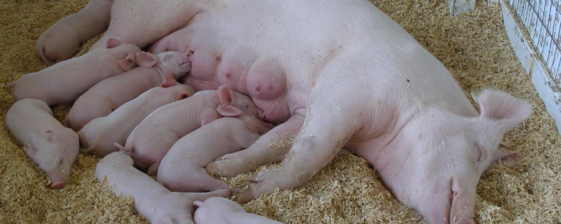 为什么母猪配种当天不喂料，母猪人工授精技术要点步骤