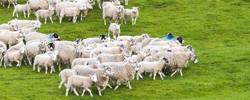 养羊技术，育肥羊利润多大 育肥羊养殖方法和养殖利润