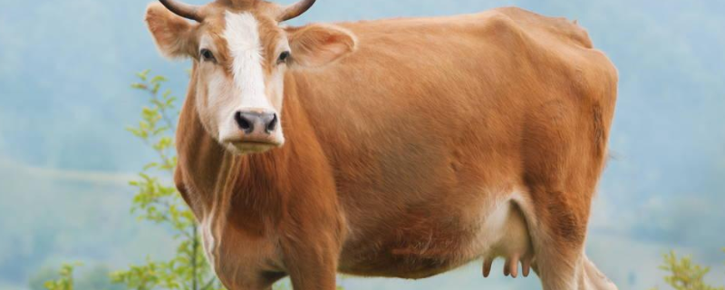 牛病毒性腹泻用什么药，牛低温用什么药治疗
