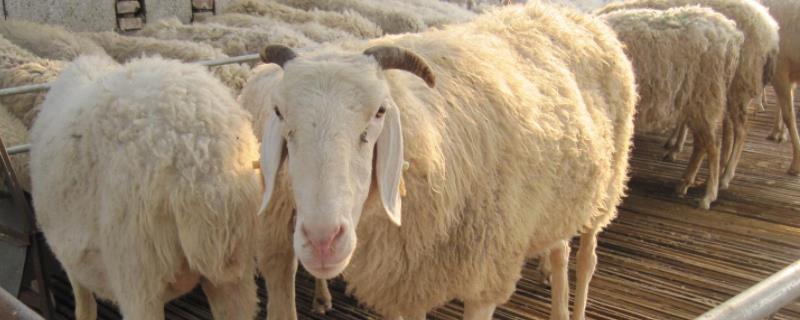 羊有几种，杜泊羊适合什么地区养殖 羊有几种,杜泊羊适合什么地区养殖呢