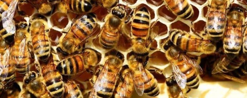 新手养蜂怎样获得蜂王，附注意事项 新手养蜂怎样获得蜂王,附注意事项视频