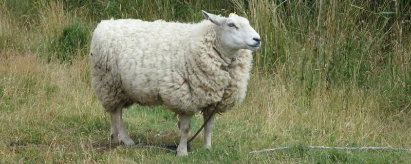 羊的品种，养殖周期是多长 养羊繁殖周期