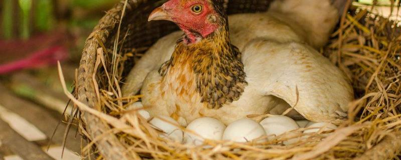 母鸡冬天不下蛋怎么办，下蛋自己吃了怎么办