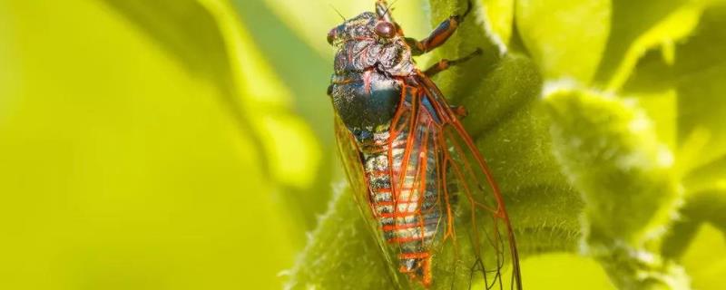 怎样人工养蝉，养金蝉的技术与方法 人工养金蝉需要多长时间