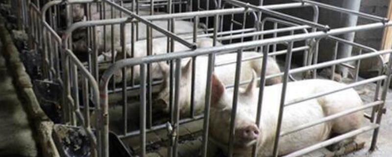 养猪成本，300斤猪的猪笼的尺寸 养猪成本,300斤猪的猪笼的尺寸是多少