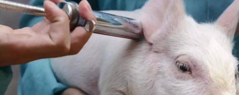 兽用青霉素的用法用量，用什么稀释效果好