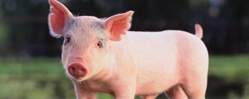 地塞米松对猪鼻炎治疗，猪鼻炎症状 地塞米松能治疗猪气喘病吗