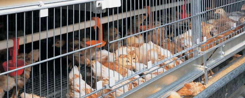 鸡笼怎么搭建，2米鸡笼养多少只鸡（鸡笼多少钱一个一米二的）