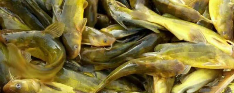 黄颡鱼一年可以养几批，附养殖技术 黄颡鱼几个月养一批