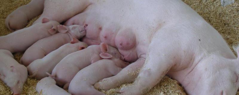 母猪难产多长时间有危险 母猪难产怎么解决，多少天产仔正常