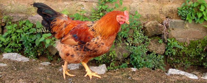 如何判断鸡是瘟鸡，染色鸡能活多久 鸡染色怎么染
