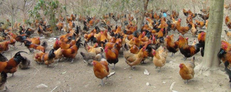 鸡为什么吃沙子和石头，一只成年鸡一天要吃多少粮食