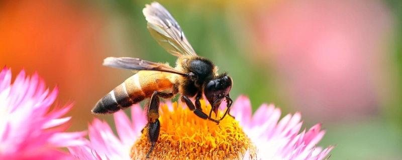 蜜蜂过箱技术要点中蜂过箱视频 蜜蜂过箱技术要点，