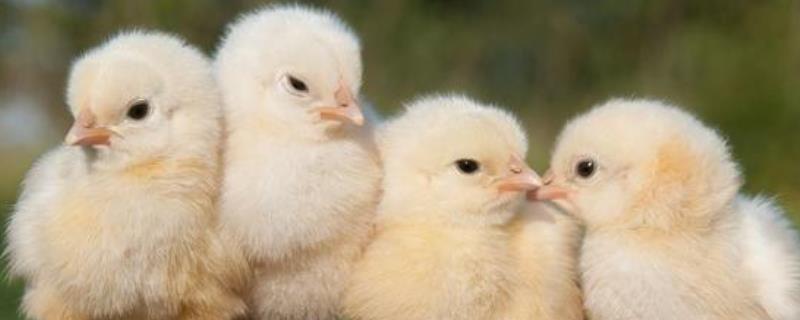 小鸡快死的时候怎么急救，彩色的小鸡养得活吗