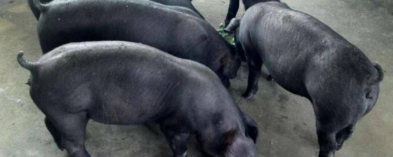 苏太母猪的特点，和二元母猪哪个好 苏太母猪的特点,和二元母猪哪个好吃