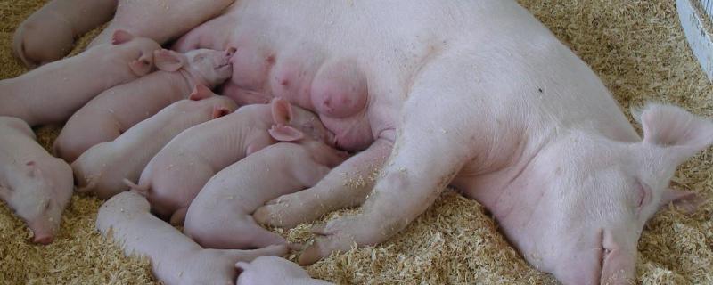200斤后备母猪一天喂多少料，母猪不发可以吃什么偏方