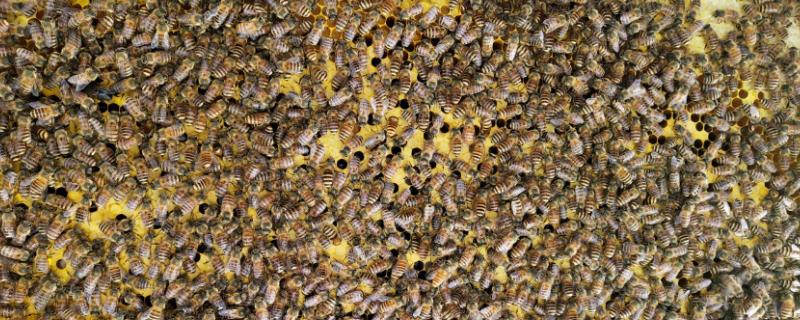 土蜂的养殖方法 土蜂养殖方法