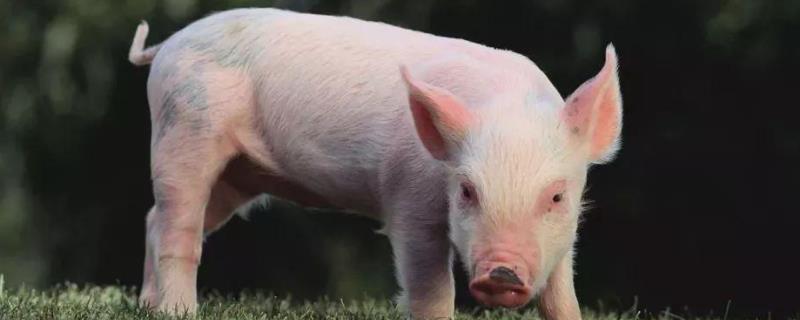 猪长什么样，猪的种类 常见的猪的品种