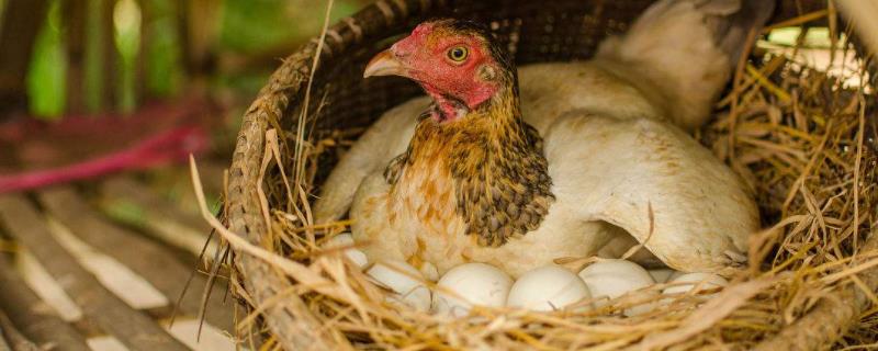 鸡每天能下几个蛋，鸡下蛋自己吃了是怎么回事