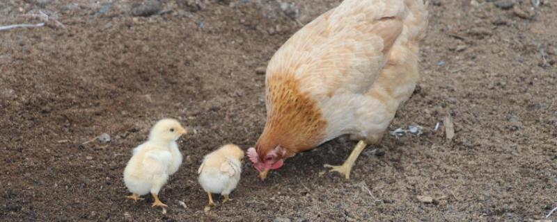 母鸡冬天下蛋吗，可以人工干预鸡下双黄蛋吗
