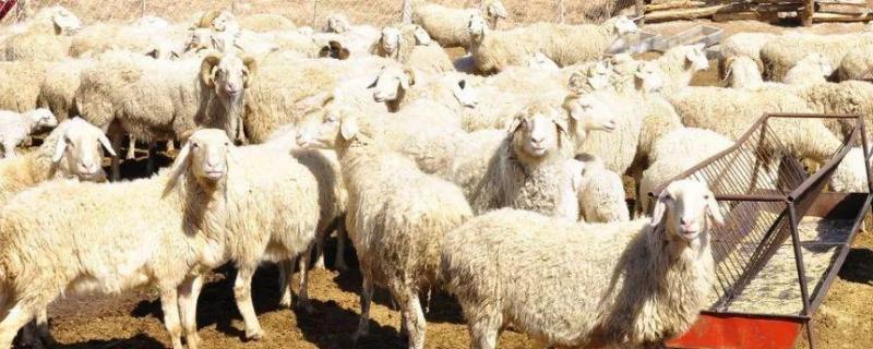 羊吃羊毛用什么药可以治疗，羊不吃食没精神是怎么回事