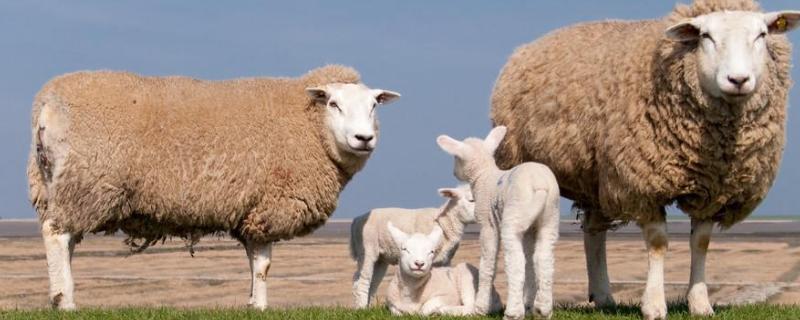 母羊难产生不出来怎么办，母羊不认小羊羔怎么办