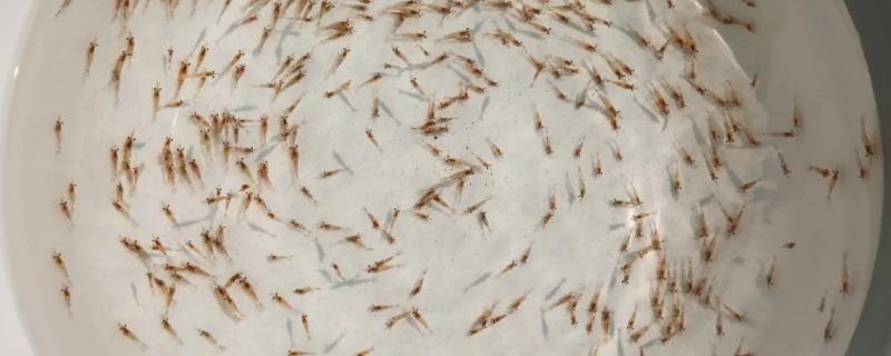 野生小虾米怎么养，一般生活在什么环境中