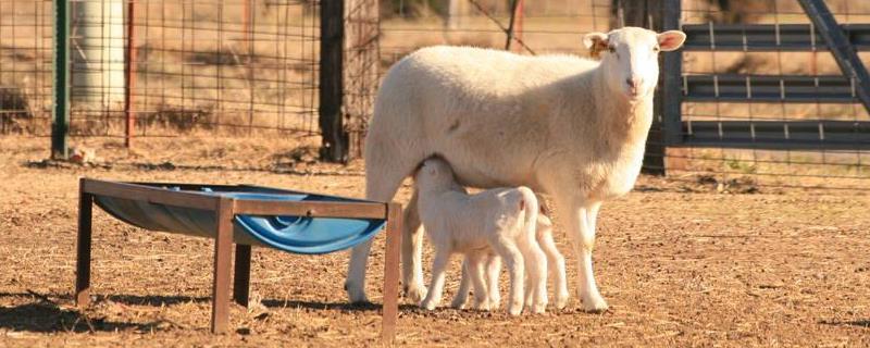 母羊不认刚出生的小羊咋办，小羊早产站不起来怎么办
