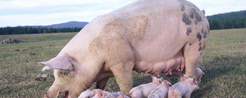 猪天堂的营养价值 猪天堂指什么东西，猪沙是什么意思